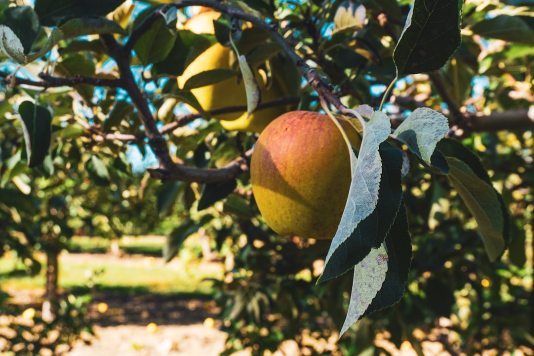 découvrez les délices des fruits de saison, riches en saveurs et nutriments, parfaits pour ajouter une touche gourmande et saine à vos repas. explorez notre sélection de fruits frais, cultivés avec soin pour garantir qualité et goût tout au long de l'année.