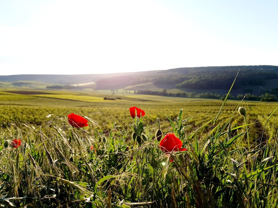 découvrez l'univers fascinant du champagne, un vin effervescent emblématique de la france. plongez dans l'art de la vinification, les régions viticoles, et les différentes nuances de saveurs qui rendent chaque bouteille unique. que ce soit pour une célébration ou un moment de détente, apprenez à apprécier ce symbole du luxe et du savoir-faire.