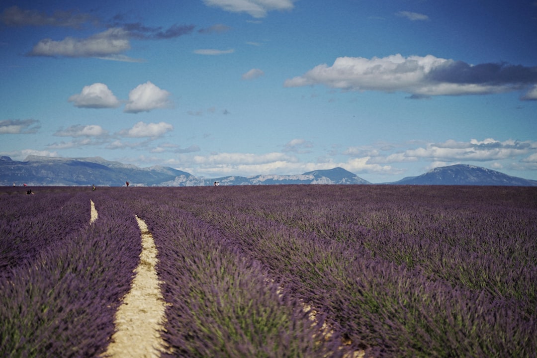 découvrez la provence, une région ensoleillée du sud de la france, réputée pour ses paysages pittoresques, ses champs de lavande, ses villages perchés et sa cuisine savoureuse. vivez des expériences inoubliables entre nature et culture dans ce coin de paradis.