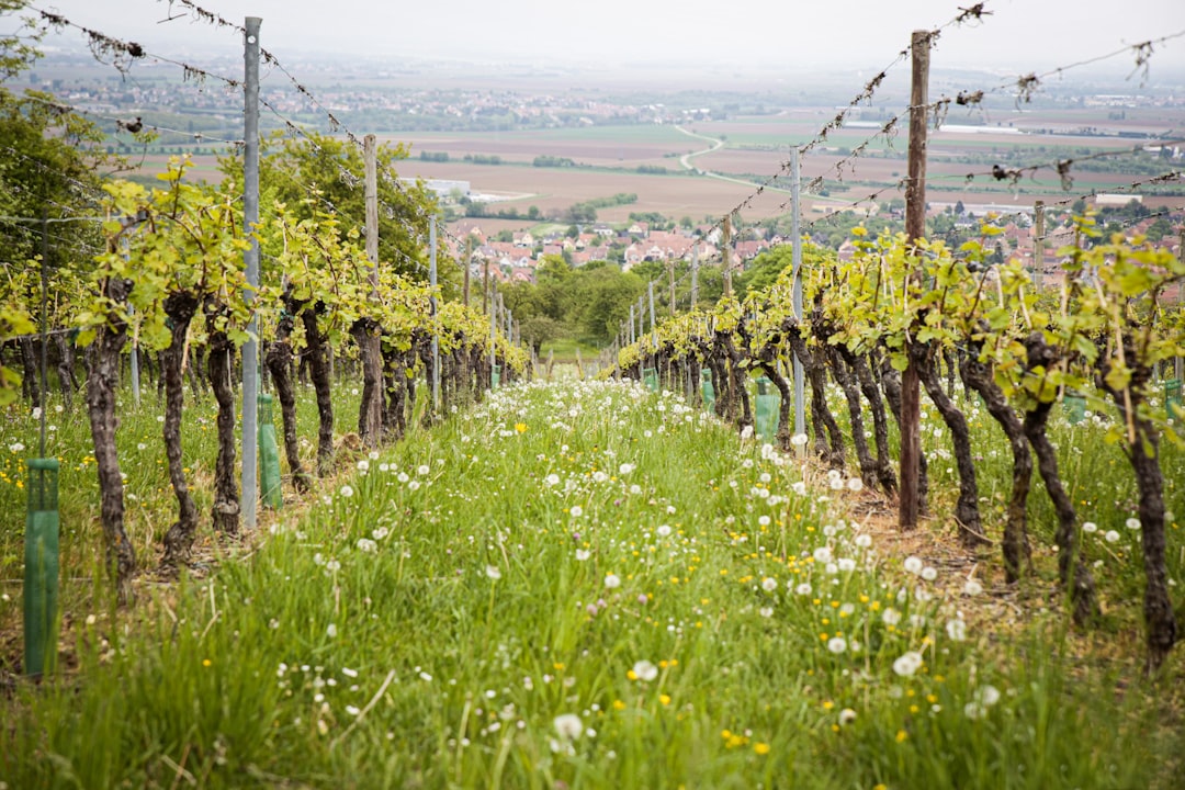 découvrez la bourgogne, une région riche en histoire, en gastronomie et en vignobles renommés. plongez dans ses paysages pittoresques, ses villages charmants et ses traditions viticoles séculaires.