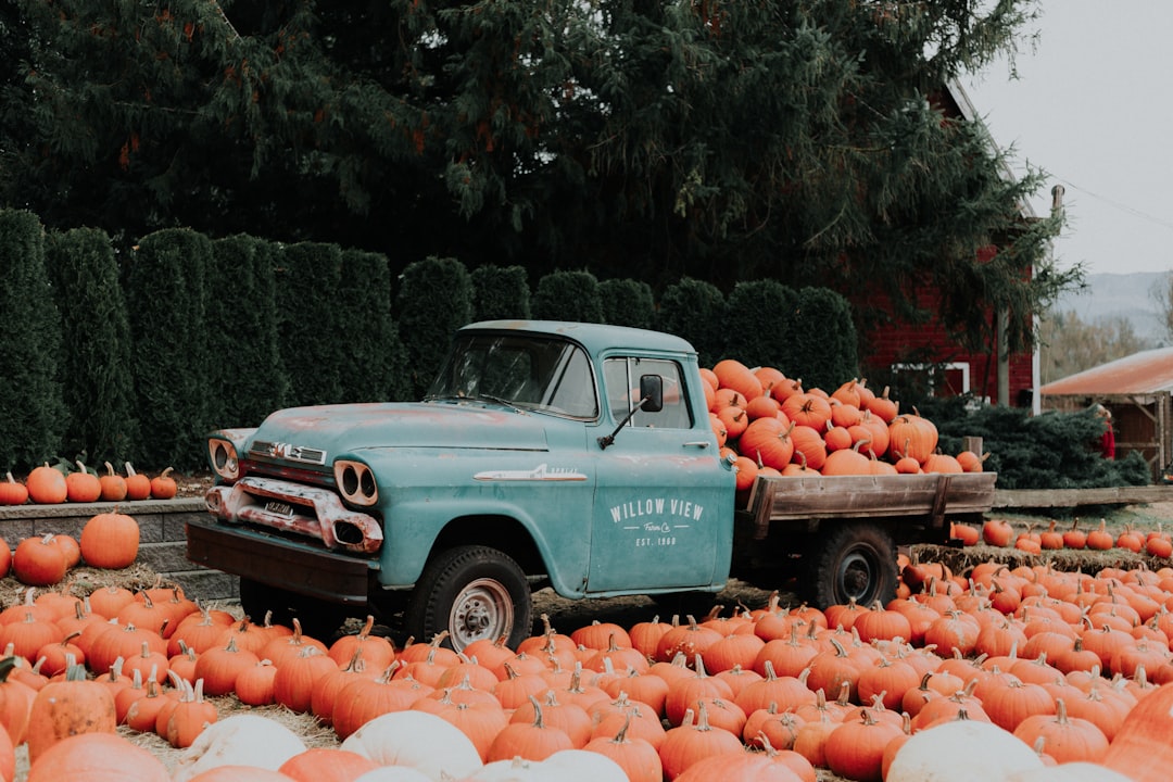 découvrez la magie du harvest festival, une célébration conviviale des récoltes abondantes. participez à des activités traditionnelles, dégustez des mets délicieux et profitez de spectacles captivants dans une ambiance festive et familiale.