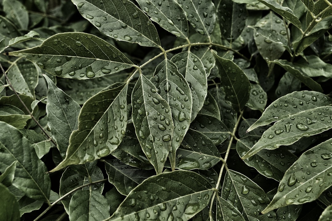 découvrez la cuisine à base de plantes : une aventure savoureuse et saine avec des recettes innovantes, des astuces nutritionnelles et des idées de repas alléchants pour tous les gourmets, qu'ils soient végétariens ou simplement curieux d'explorer de nouvelles saveurs.