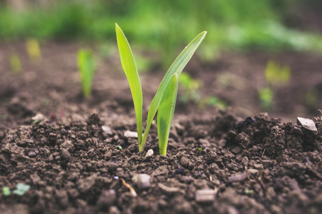 découvrez l'agriculture durable, une approche innovante qui préserve l'environnement tout en répondant aux besoins alimentaires mondiaux. explorez des pratiques respectueuses de la terre, favorisant la biodiversité et la santé des écosystèmes.