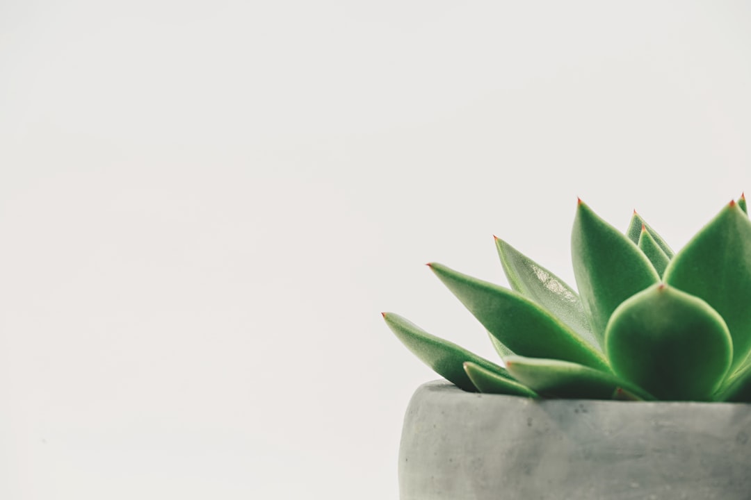 découvrez l'univers des laits végétaux : alternatives saines et délicieuses aux produits laitiers, riches en saveurs et en nutriments. explorez les différentes variétés, leurs bienfaits pour la santé et des recettes créatives pour les intégrer facilement dans votre alimentation.