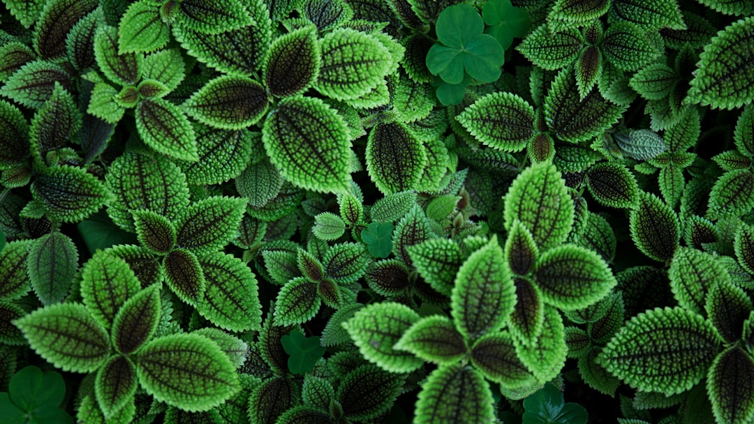découvrez les bienfaits des laits végétaux, une alternative saine et savoureuse aux produits laitiers. explorez nos recettes, conseils et variétés de laits à base de plantes, adaptés à tous les goûts et besoins nutritionnels.
